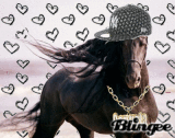 GANGEST HORSE