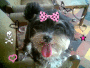 a cutee dogee
