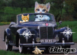 Special kitty drives