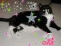 random black and white cat blingee