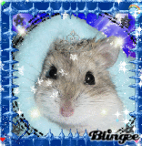 blue hammy