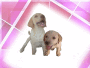 cricket and bree