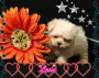 cuccioli