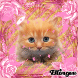 Cute Cat ^^