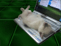 Surfing Kitty