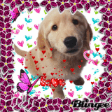 Is love dog♥ Is love dog♥