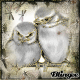 oiseaux mignons! 