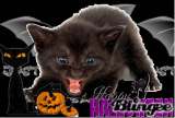  halloween kitten