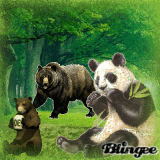famille ours panda