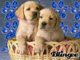 pattes de chiots