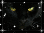 Black Cat 1 Black Cat 1