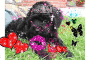 lissy-fan