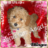 Shena my Angel !