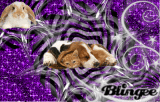 animals <3