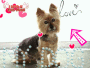 my dog