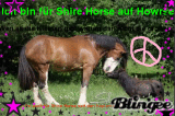 Shire Horse
