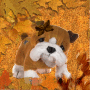 Fall :)