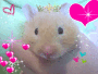 Poko