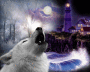 Loup d'hiver Loup d'hiver