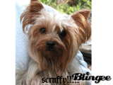 dog/puppy lovers!!