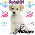 Labrador Cool