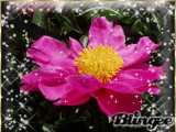 Flower Beauty