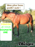 GIFS CHEVAL "BONNE JOURNEE"
