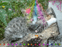 chatton