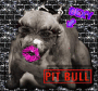 pit bull   girls