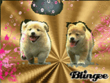 chien...