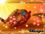 cheetah