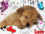 piti chien