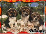 HERMOSOS  PERRITOS