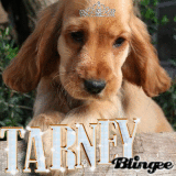 tarney