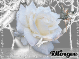 Iced Rose