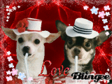Puppy Love^^