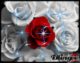 luv da rose