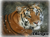 Tiger love
