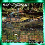 Wild Reflection's