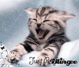 Kitty yawn.