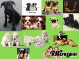 I love puppies