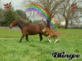 jument et poulain