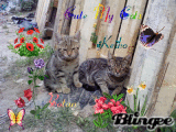 Botan and Keiko cats