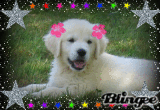 chien relooker
