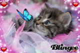 chaton trop choupinou