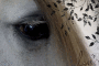 horses eye