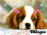 chiot