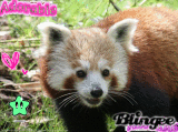 panda trop mimi