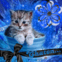 Chaton saladier Bleu
