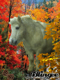 Automne2